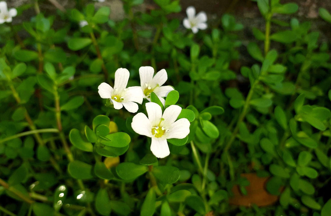 Brahmi benefits by Daily All Day