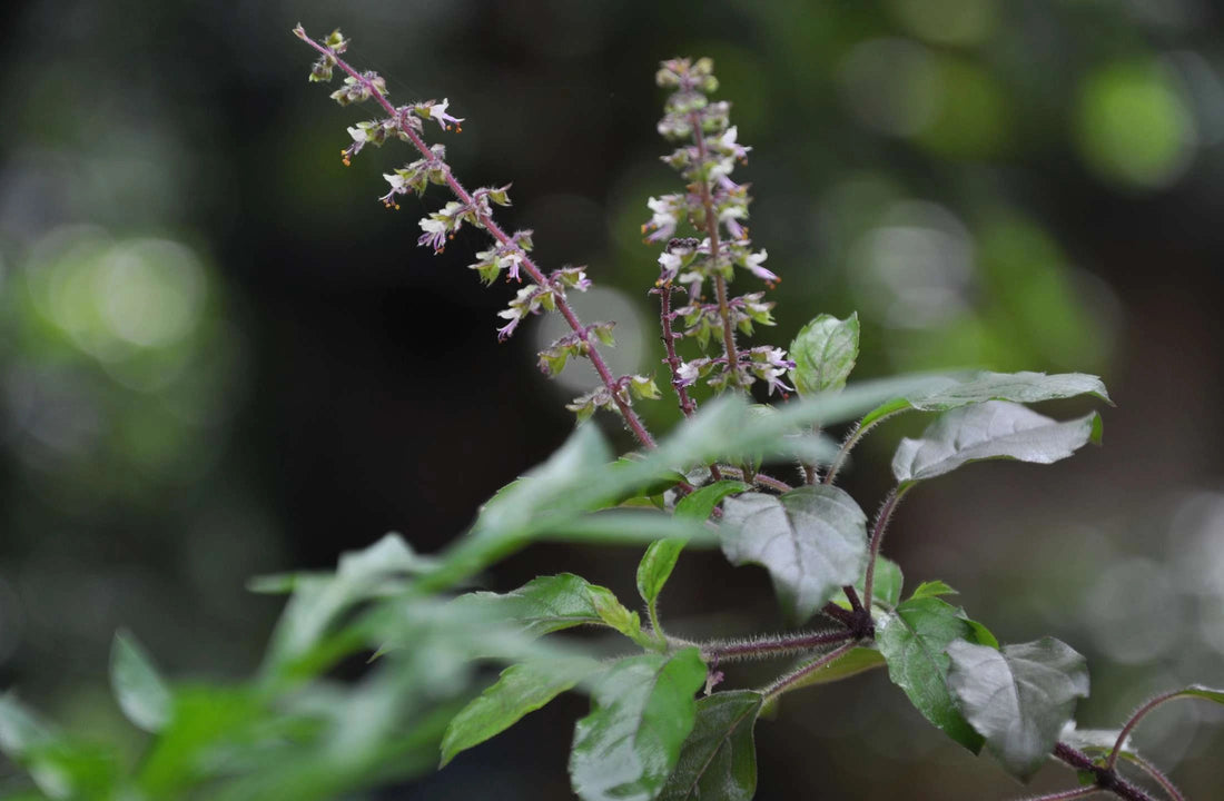 tulsi for health benefits