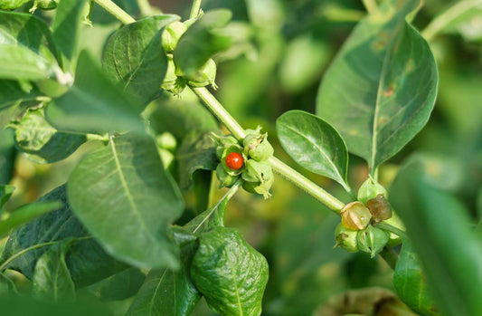 ashwagandha health benefits